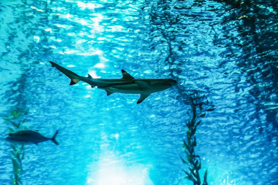 Lisbon: Oceanário de Lisboa Entrance Ticket - Key Points Before You Go