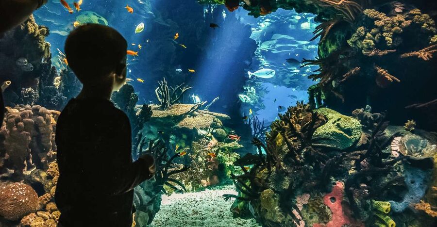 Lisbon: Oceanário de Lisboa Entrance Ticket - Best Times to Visit