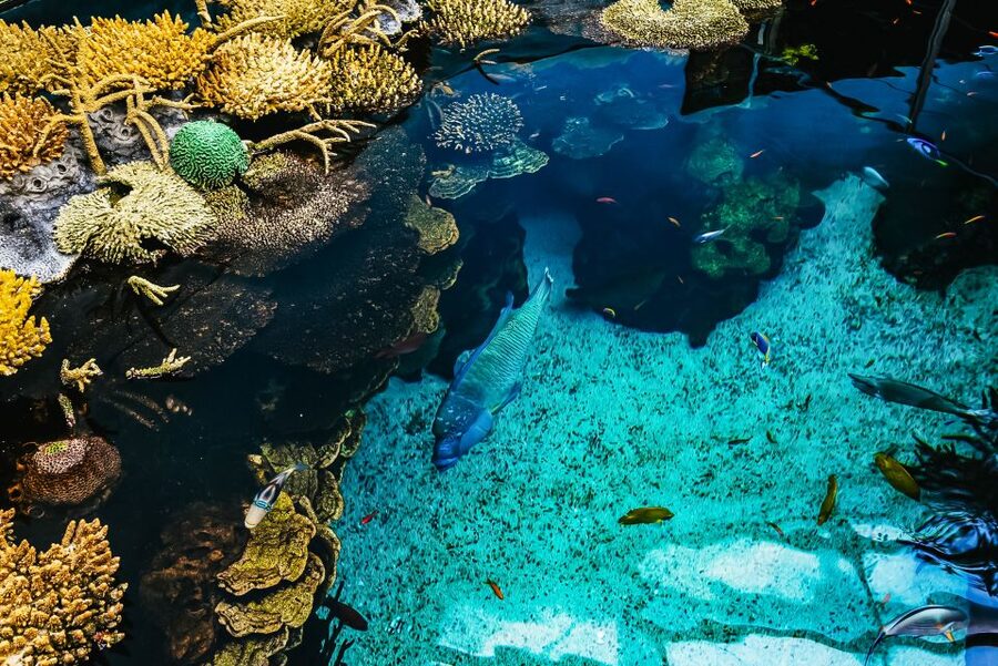 Lisbon: Oceanário de Lisboa Entrance Ticket - What the Oceanário Experience Is Really Like