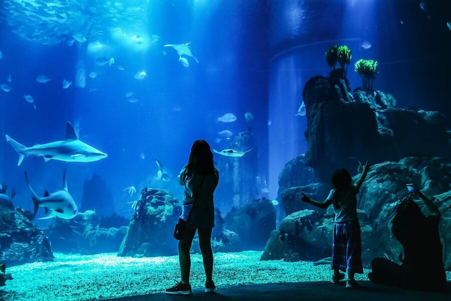 Lisbon: Oceanário de Lisboa Entrance Ticket - Four Oceans Around One Water World