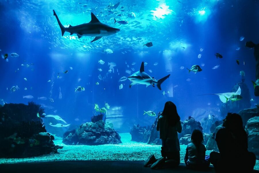 Lisbon: Oceanário de Lisboa Entrance Ticket - How Much Time Should You Set Aside?
