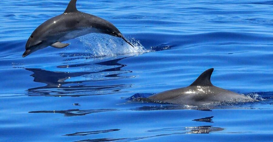 Lisbon: Tagus River Cruise to the Ocean & Dolphin Watching - Key points before you book