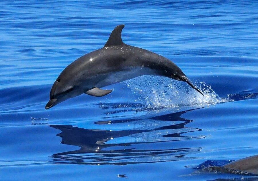 Lisbon: Tagus River Cruise to the Ocean & Dolphin Watching - Boat choices, comfort, and weather