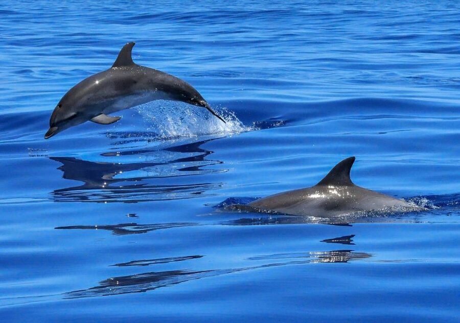 Lisbon: Tagus River Cruise to the Ocean & Dolphin Watching - Starting at the Sul e Sueste terminal