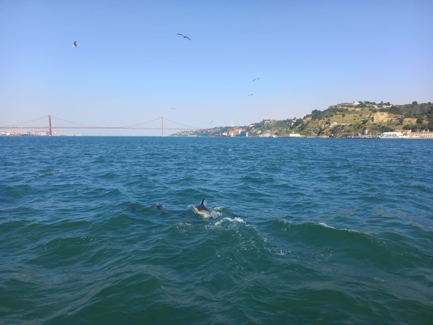 Lisbon: Tagus River Cruise to the Ocean & Dolphin Watching - Beaches and the western Tagus