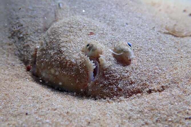 Lisbon: Try Scuba Diving in Arrabida Marine Reserve with photos - The instruction is the real selling point