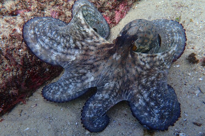Lisbon: Try Scuba Diving in Arrabida Marine Reserve with photos - Boat time, snacks, and the small comforts
