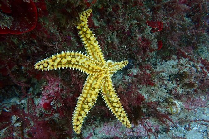 Lisbon: Try Scuba Diving in Arrabida Marine Reserve with photos - Who will enjoy this most