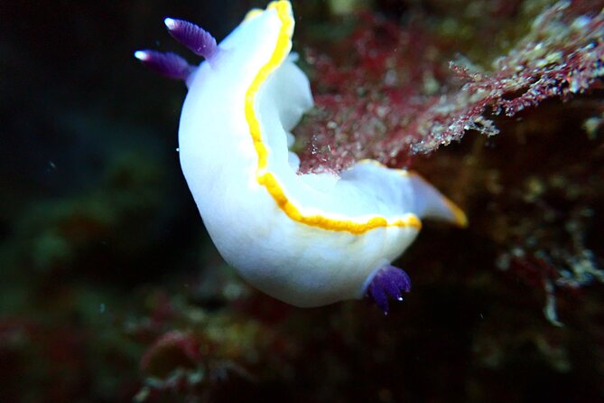 Lisbon: Try Scuba Diving in Arrabida Marine Reserve with photos - What happens during the three-hour session