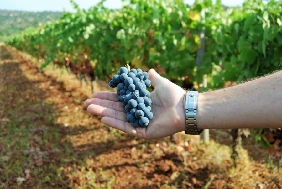 Loulé: Quinta da Tôr Winery Guided Tour and Wine Tasting - Bread, Olive Oil, and Optional Food