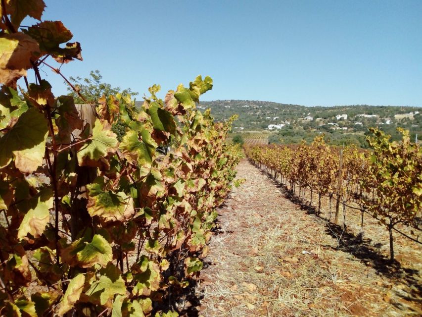 Loulé: Quinta da Tôr Winery Guided Tour and Wine Tasting - Which Tasting Option Should You Choose?