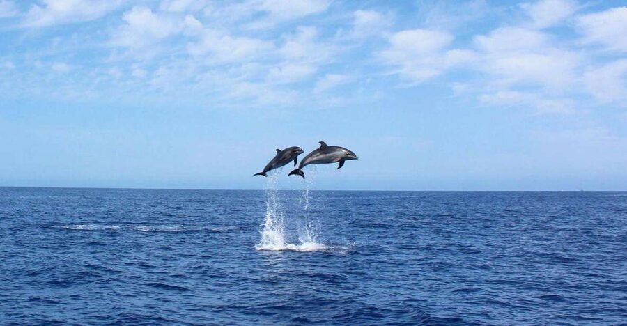 Madeira: 2.5-Hour Whale and Dolphin-Watching Cruise - Key things to know before you book