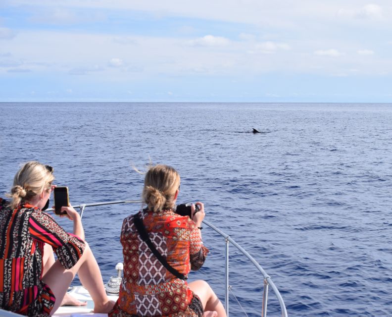 Madeira: 2.5-Hour Whale and Dolphin-Watching Cruise - Leaving Marina da Calheta with the basics covered