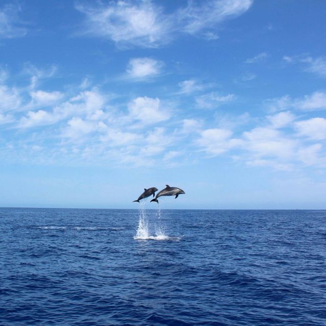 Madeira: 2.5-Hour Whale and Dolphin-Watching Cruise - Madeira’s southwest coast from the water