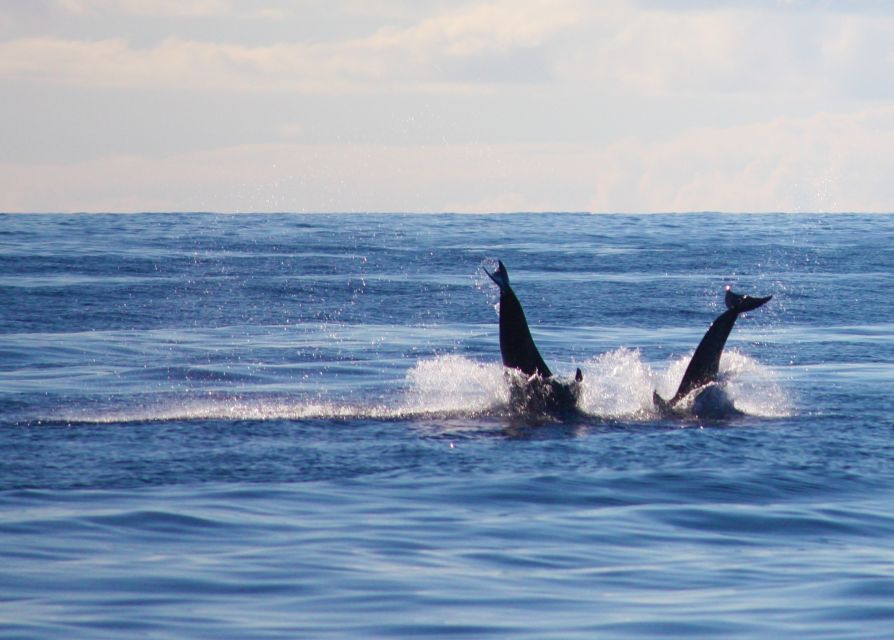 Madeira: 2.5-Hour Whale and Dolphin-Watching Cruise - Searching for whales and dolphins respectfully