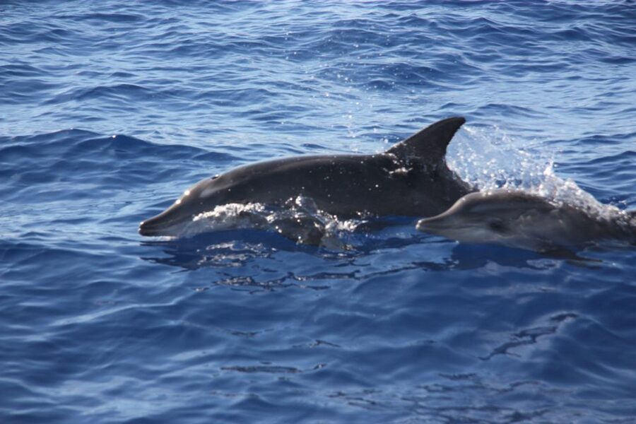 Madeira: 2.5-Hour Whale and Dolphin-Watching Cruise - Swimming and snorkeling in Madeira’s clear water