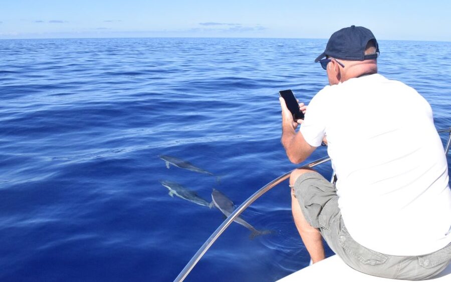 Madeira: 2.5-Hour Whale and Dolphin-Watching Cruise - Choosing the right departure time