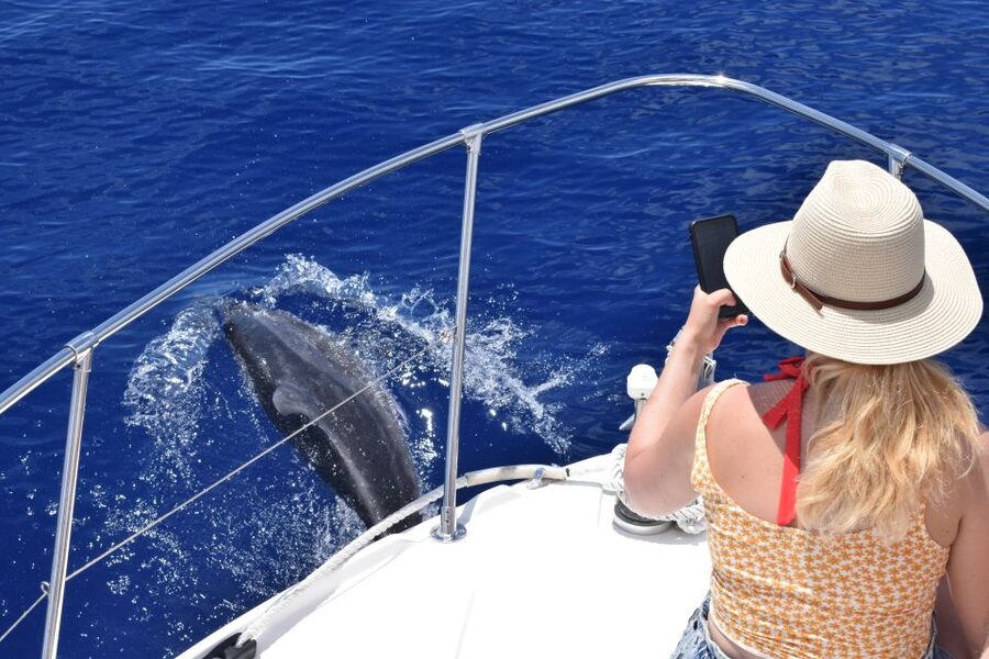 Madeira: 2.5-Hour Whale and Dolphin-Watching Cruise - Is $81 a fair price?