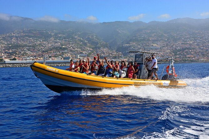 Madeira Dolphin & Whale Watching Tour - Key things to know before you book