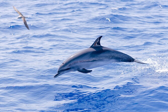 Madeira Dolphin & Whale Watching Tour - The RIB ride is half the fun