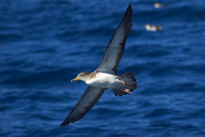 Madeira Dolphin & Whale Watching Tour - What you might see beyond the name of the tour