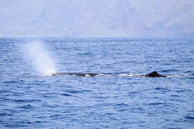Madeira Dolphin & Whale Watching Tour - Watching animals without turning them into a show