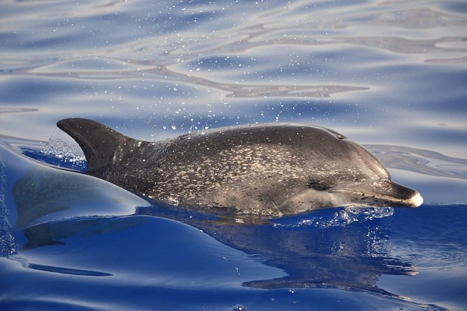 Madeira Dolphin & Whale Watching Tour - Madeira’s coast from the sea