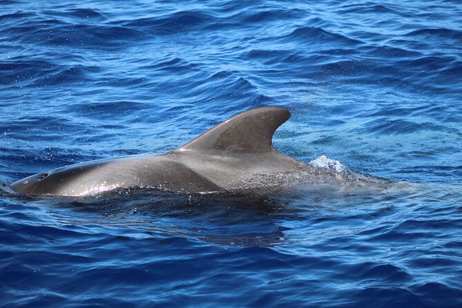 Madeira Dolphin & Whale Watching Tour - Is $58.05 a fair price?