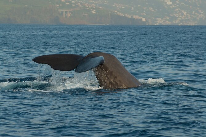 Madeira Dolphin & Whale Watching Tour - Why the marine biologist adds real value
