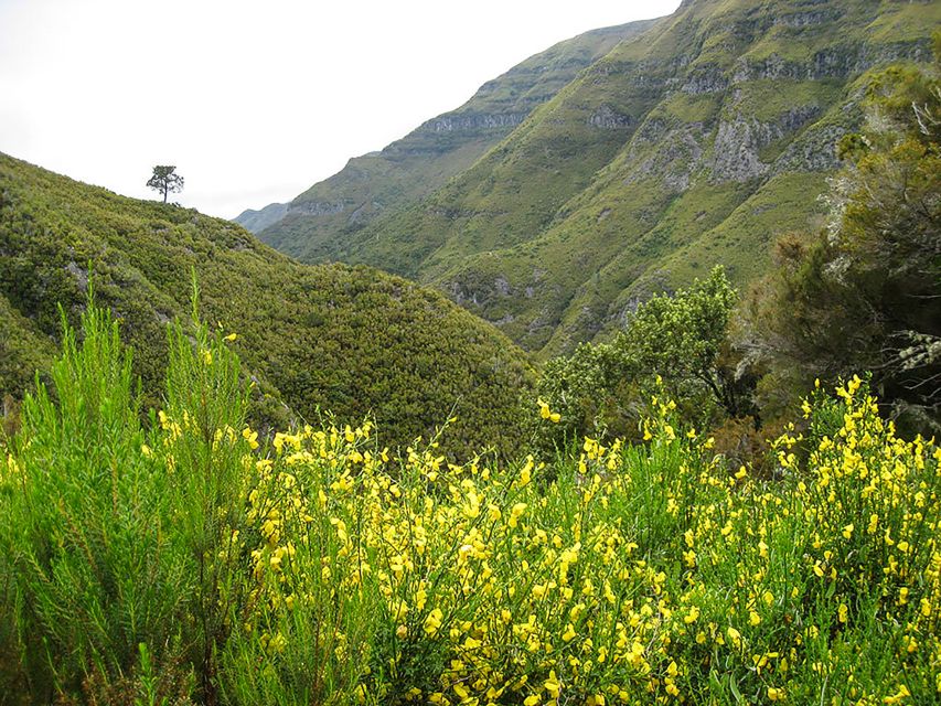 Madeira: Enjoy a Guided Levada Walk in the Rabaçal Valley - The descent to Risco waterfall