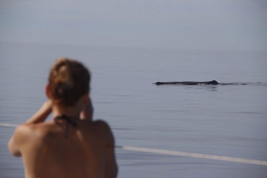 Madeira: Funchal Sunset Tour by Catamaran - Swimming beneath Cabo Girão