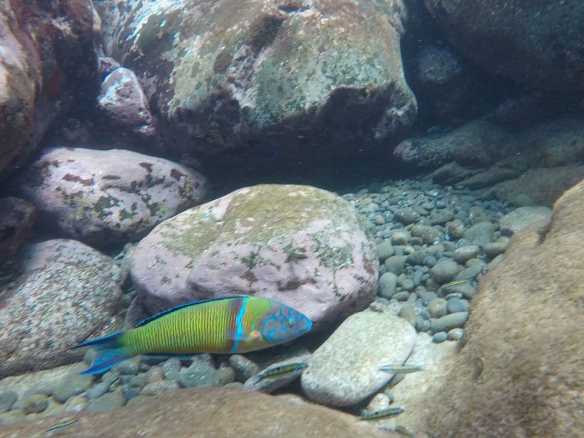 Madeira: Garajau Nature Reserve Kayak and Snorkel Tour - Who should book this Madeira water tour?