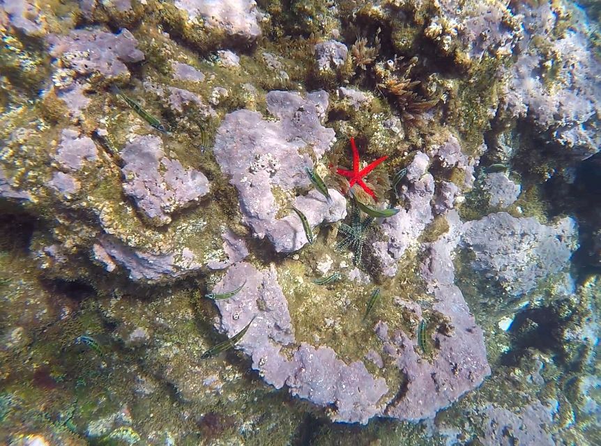 Madeira: Garajau Nature Reserve Kayak and Snorkel Tour - What to bring and what to leave behind