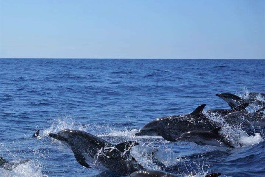 Madeira: Guaranteed Whales or Dolphins Watching Tour - Timing, weather, and a little patience