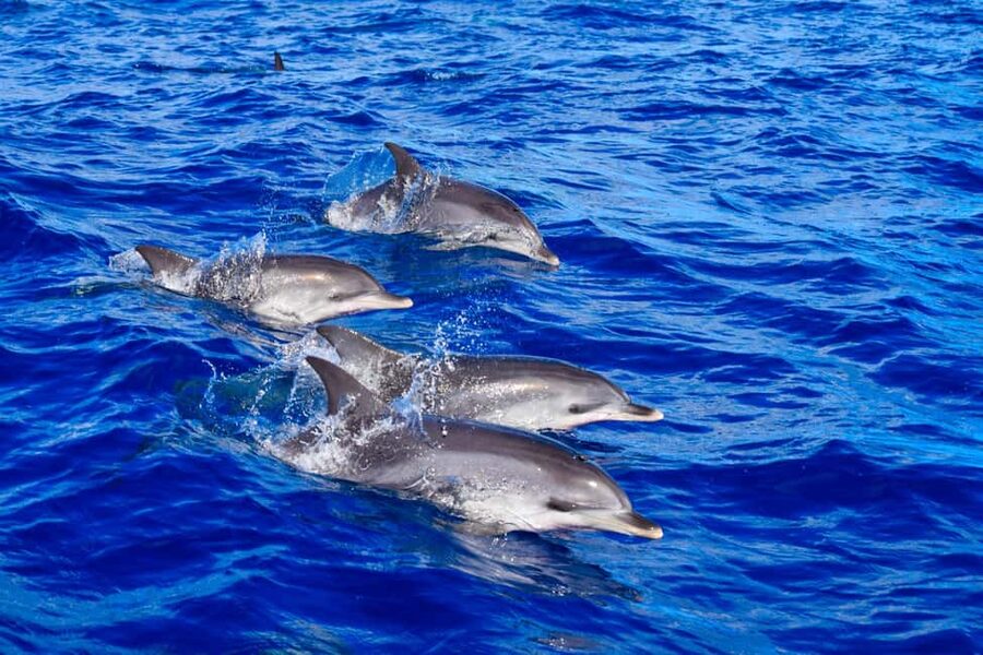 Madeira: Guaranteed Whales or Dolphins Watching Tour - Why this Madeira boat trip is different