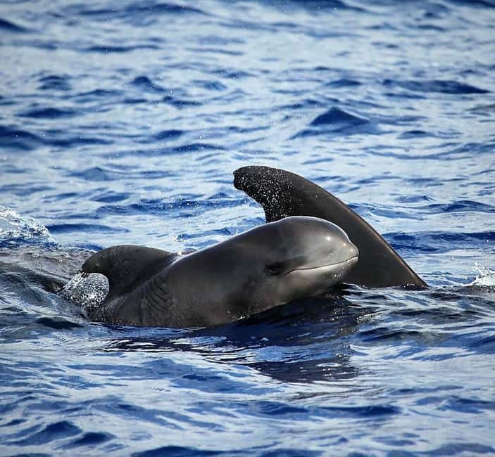 Madeira: Guaranteed Whales or Dolphins Watching Tour - The custom boat and what two hours feels like