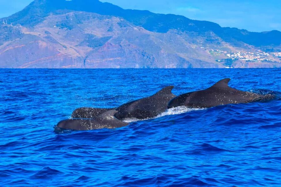 Madeira: Guaranteed Whales or Dolphins Watching Tour - What happens once you leave Funchal