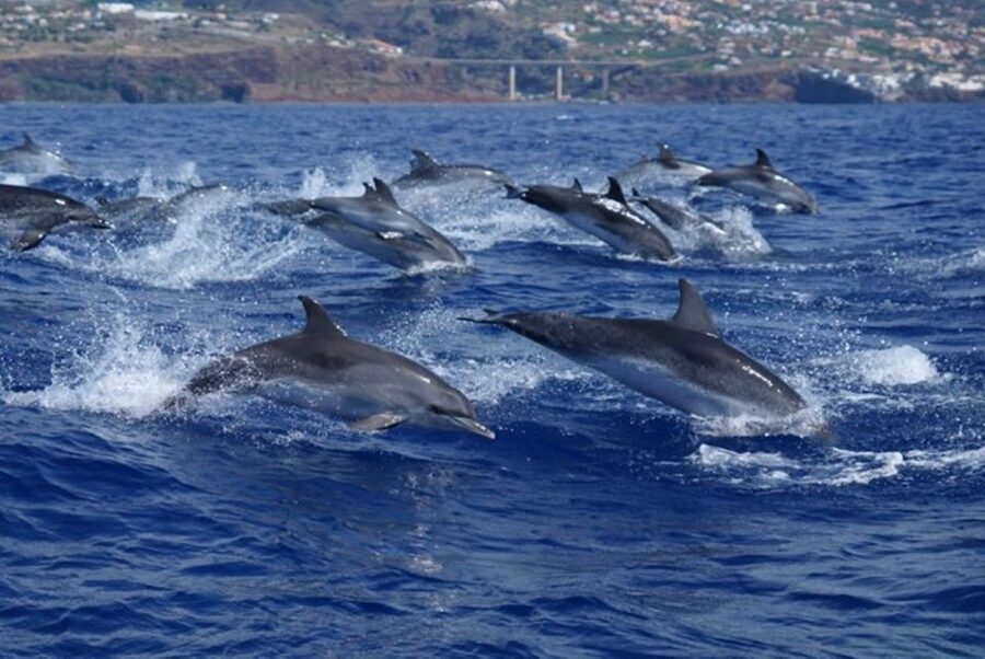 Madeira: Guaranteed Whales or Dolphins Watching Tour - Marine guides who add real value