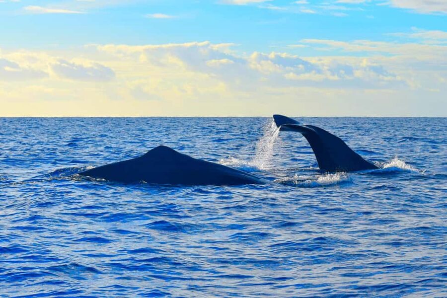 Madeira: Guaranteed Whales or Dolphins Watching Tour - Ethical whale watching and marine research