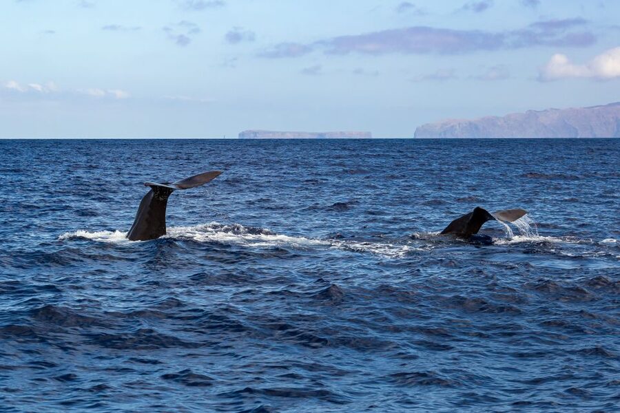 Madeira: Guaranteed Whales or Dolphins Watching Tour - Is $55 good value for two hours?