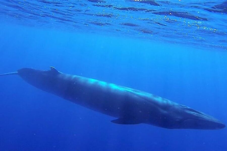 Madeira: Guaranteed Whales or Dolphins Watching Tour - Who should book this tour?