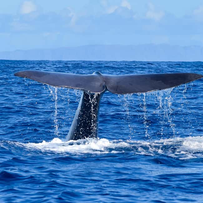 Madeira: Guaranteed Whales or Dolphins Watching Tour - Meeting at Funchal’s new marina