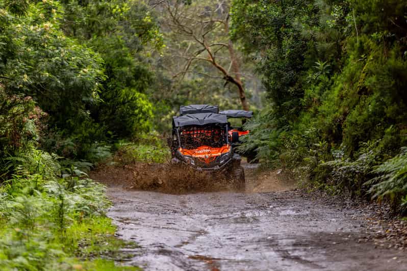 Madeira: Off-Road Buggy Adventure Through Laurissilva Forest - Key points at a glance