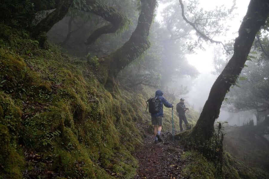 Madeira: PR 9 - Levada do Caldeirão Verde Hike Transfer - Why this transfer works well from Funchal