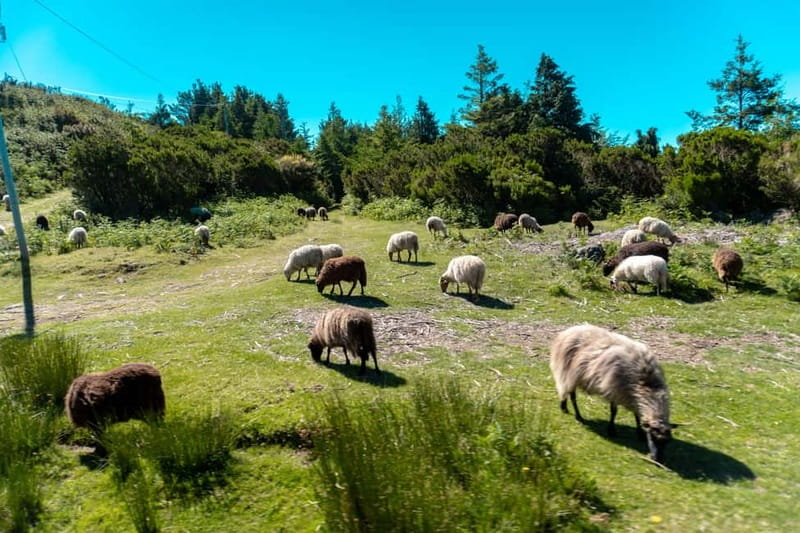 Madeira: Santana Jeep Safari and Balções Levada Walk - Key points to know before booking