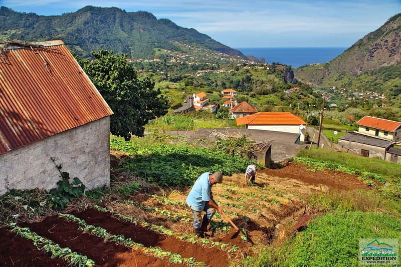 Madeira: Santana Jeep Safari and Balções Levada Walk - The Balcões Levada walk through laurel forest