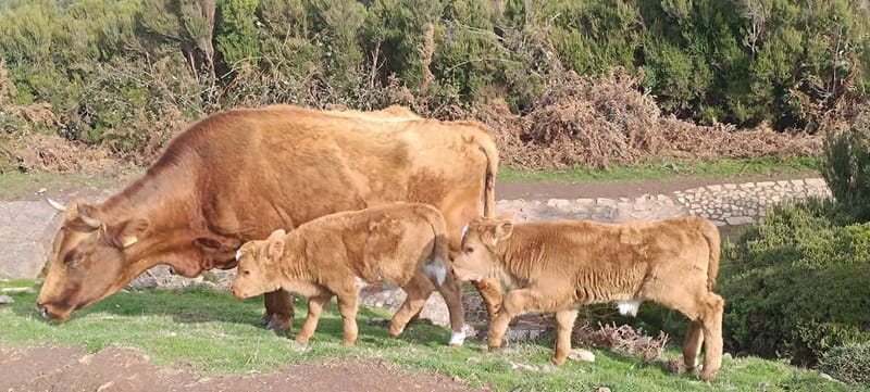 Madeira West Island Full-Day Tour with Fanal Forest - The best parts of this Madeira west tour