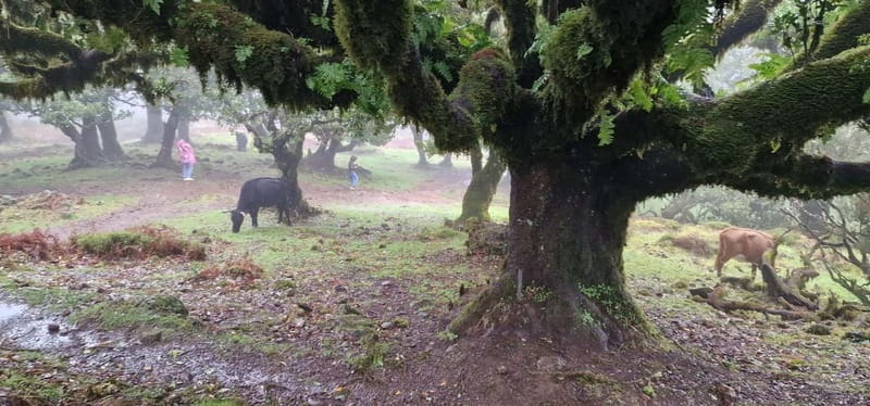 Madeira West Island Full-Day Tour with Fanal Forest - Seixal and the north coast finish the scenic run