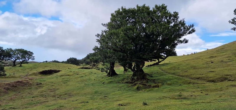 Madeira West Island Full-Day Tour with Fanal Forest - Who will enjoy this tour most?