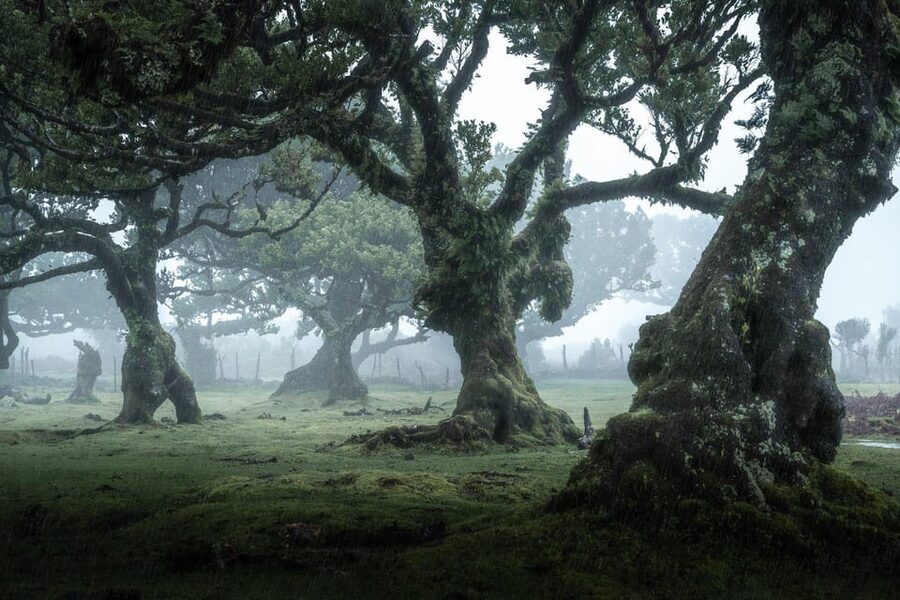 Madeira: West Tour With Guide Fanal Forest SykWalkExperience - Starting in Câmara de Lobos, Madeira’s fishing village